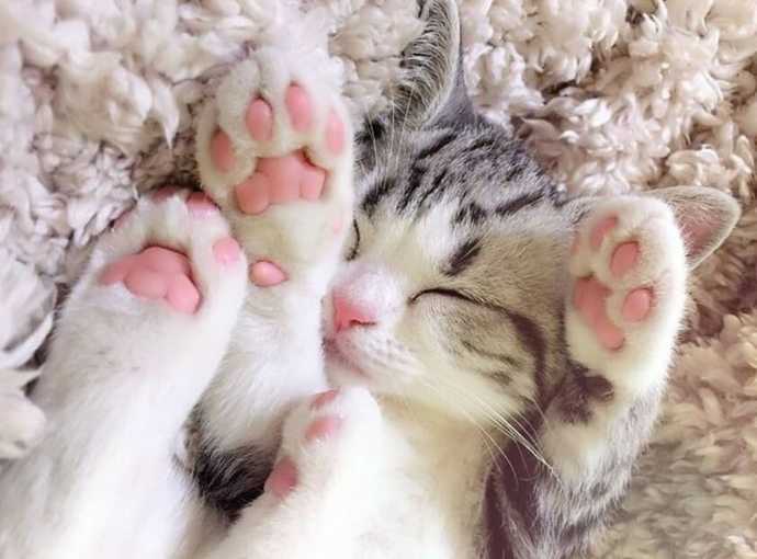 Which animal has the cutest feet?