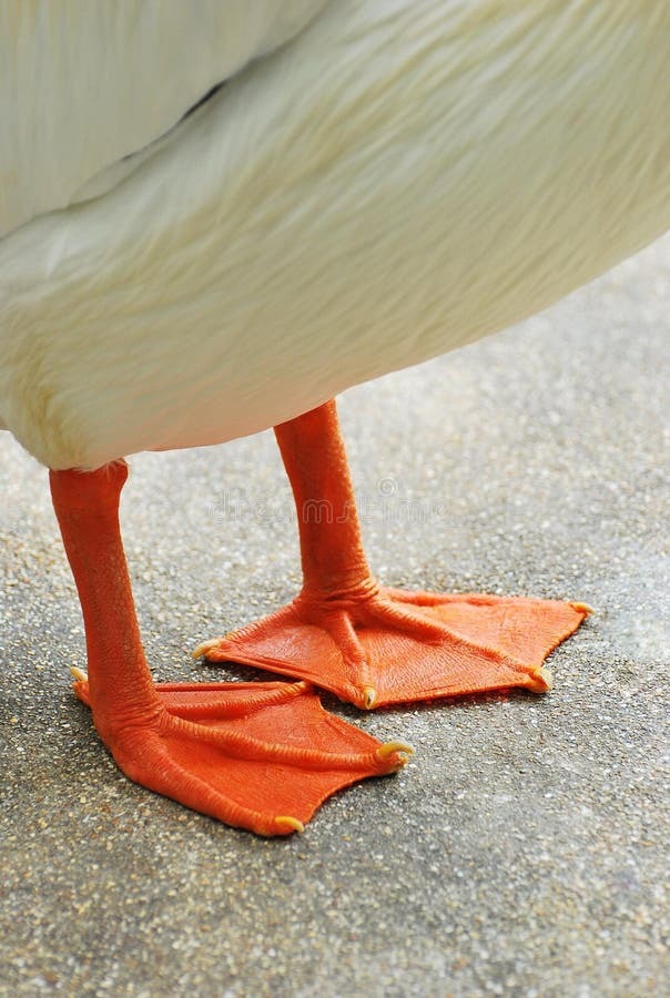 Which animal has the cutest feet?