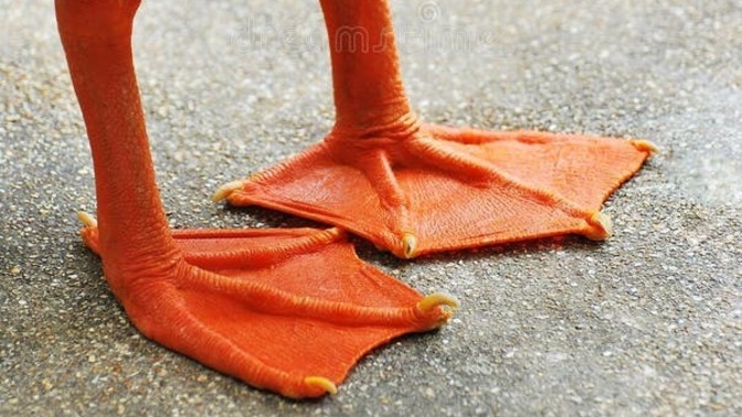 Which animal has the cutest feet?