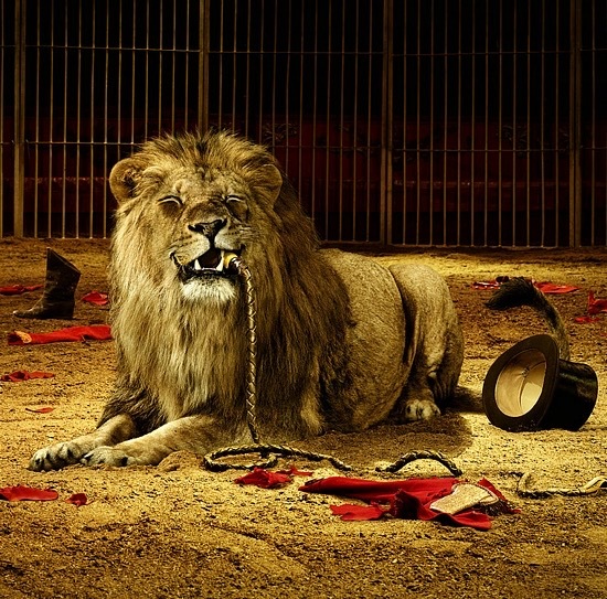 In order to win $10 Billion, would you rather be imprisoned for 1 month in a Lions den or 5 years in general population with violent humans?