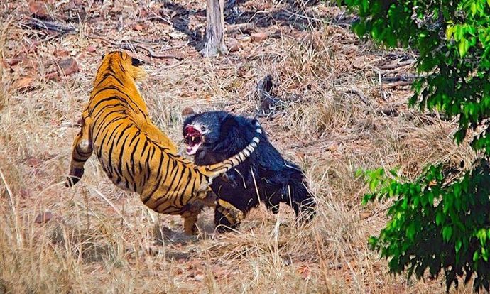 Do sloth bears deserve their own horror movie or not?