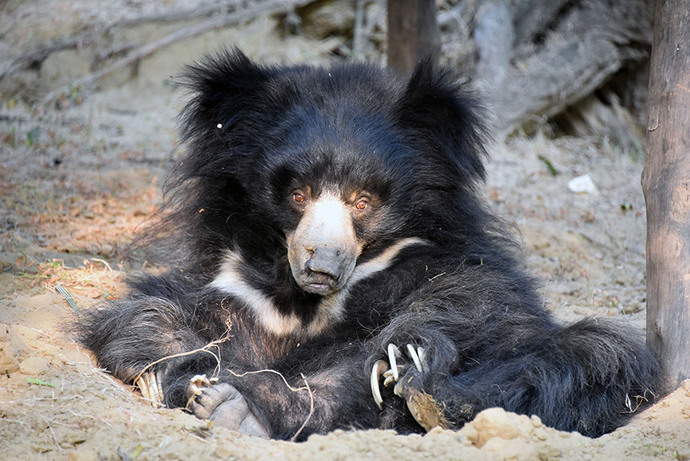 Do sloth bears deserve their own horror movie or not?