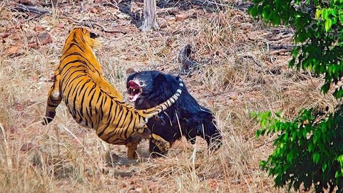Do sloth bears deserve their own horror movie or not?