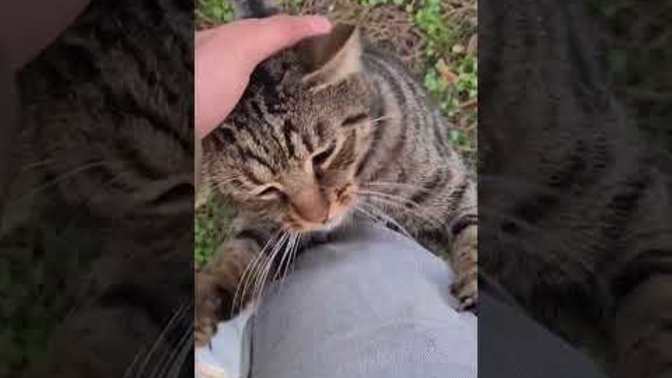 What do you think of cats?