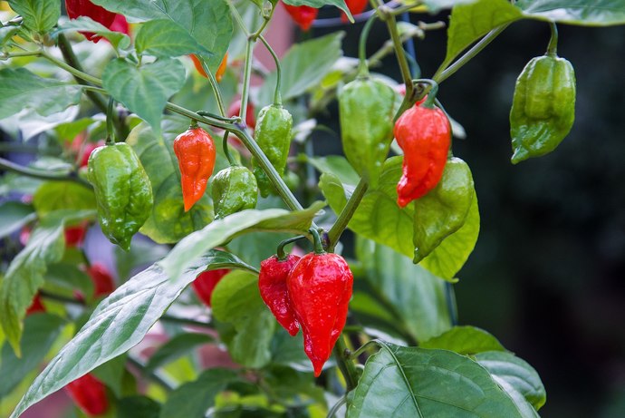 Whats The Hottest Pepper You Can Handle?