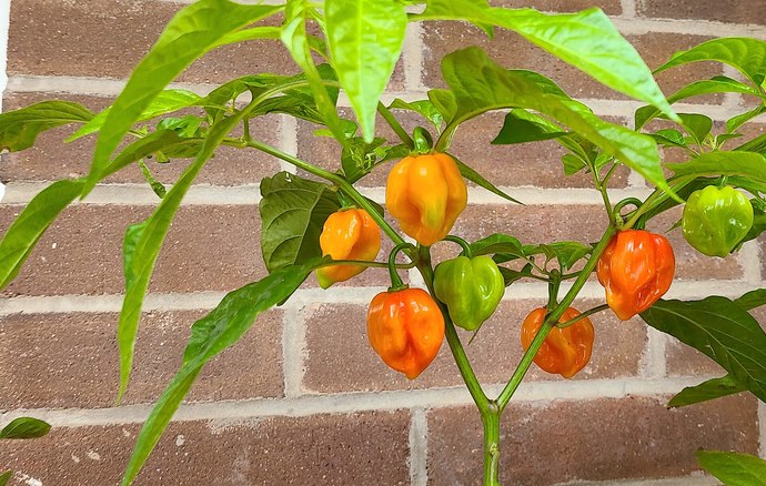 Whats The Hottest Pepper You Can Handle?
