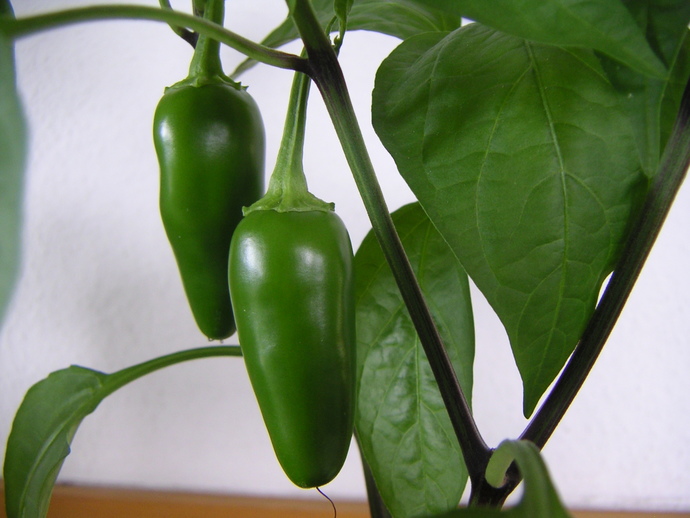 Whats The Hottest Pepper You Can Handle?