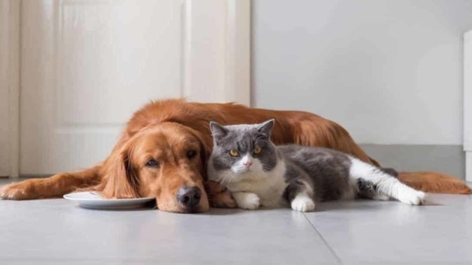 Are you a dog person, a cat person, or both?
