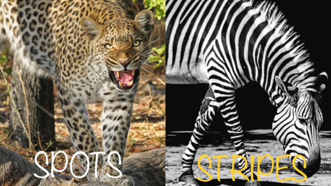 If You Had A Choice Would You Rather Have SPOTS Like A Leopard Or STRIPES Like A Zebra?