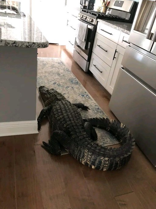 You came home after having a long day and saw this in your kitchen. Whats your first move?