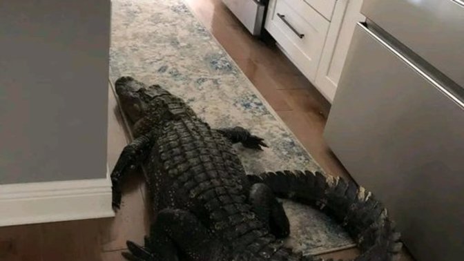 You came home after having a long day and saw this in your kitchen. What's your first move?
