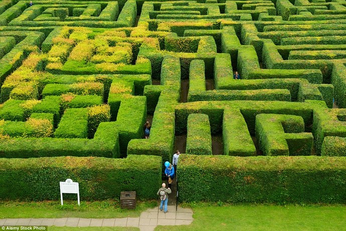 Do you think you could find your way through a real life hedge maze?