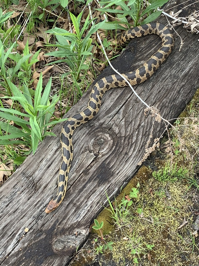 An approximately 1.83 m (6 ft) long Eastern Foxsnake