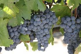 Yesterday was World Malbec Day. How did you celebrate?