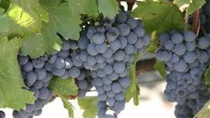 Yesterday was World Malbec Day. How did you celebrate?