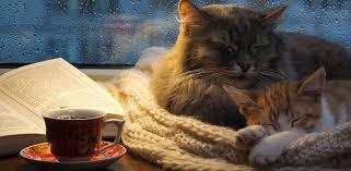 Do grey rainy days make you want to curl up and take a nap?