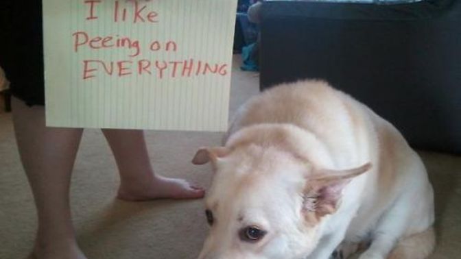 Your dog pees on your bath towel: what do you do?