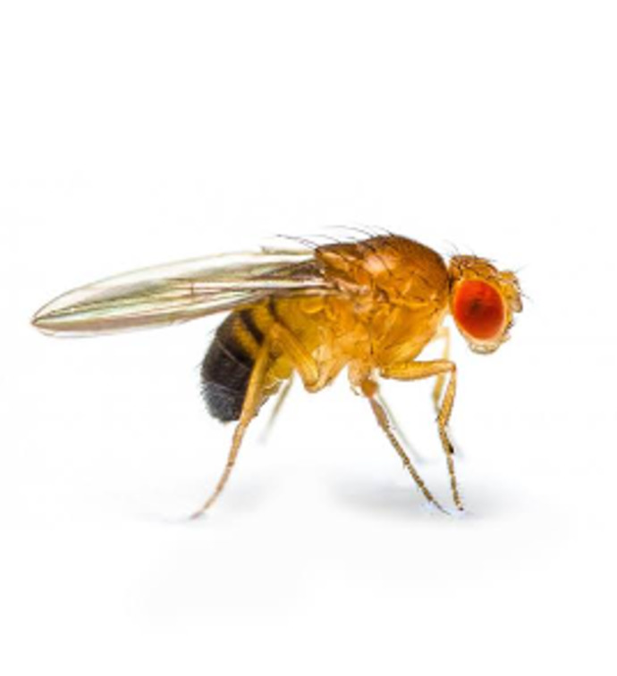 Guys, Fruit flies only live about two months. What do you think their motivation in life is?