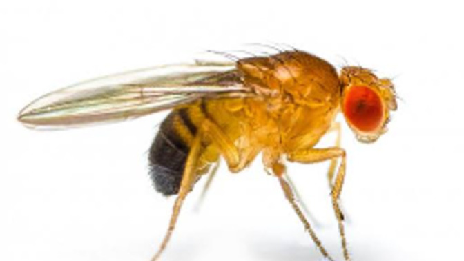 Guys, Fruit flies only live about two months. What do you think their motivation in life is?