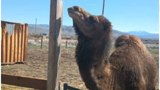 Do you think purchasing a camel is a good investment?