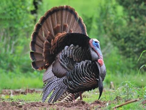What do you think about Turkey?