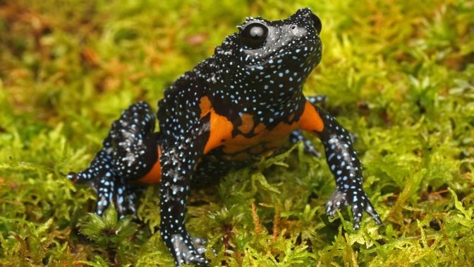 Do you like frogs?