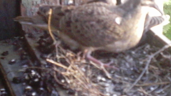 Anybody know what kind of birds these are?