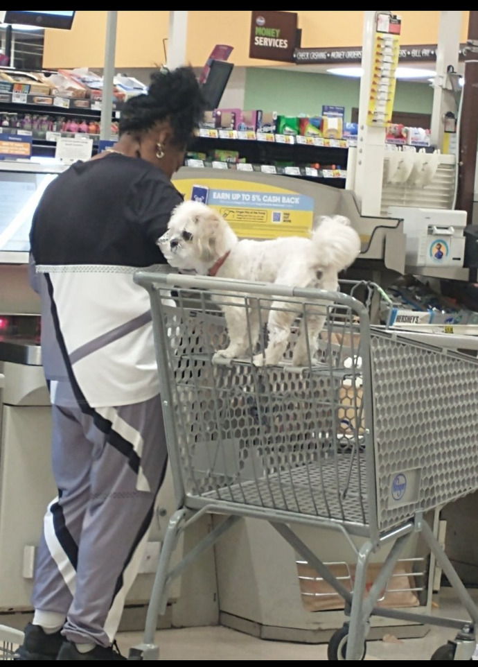What goes through your mind when you see people bring their dogs in the grocery store? Then see them them in the carts?