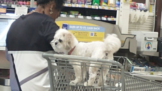 What goes through your mind when you see people bring their dogs in the grocery store? Then see them them in the carts?