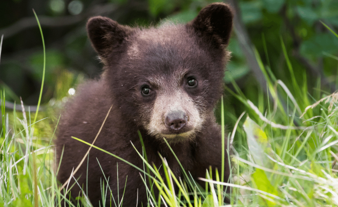 Would YOU Take A Selfie Or A Photograph With A Wild Or Dangerous Animal?