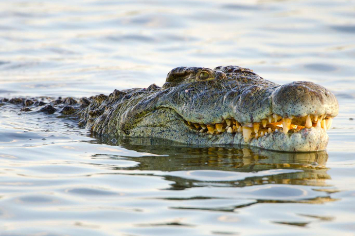 Would YOU Take A Selfie Or A Photograph With A Wild Or Dangerous Animal?