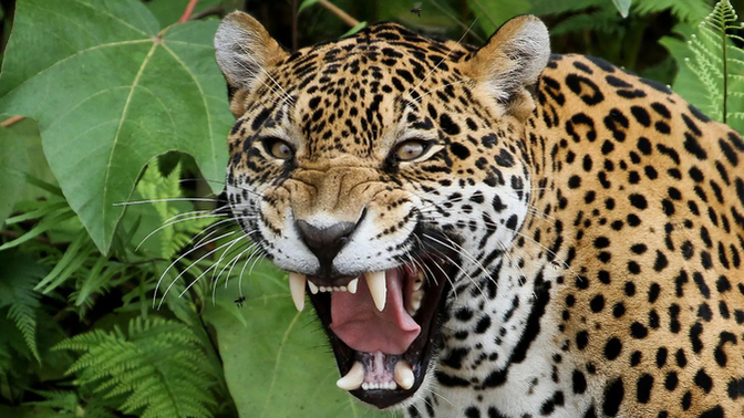 Would YOU Take A Selfie Or A Photograph With A Wild Or Dangerous Animal?