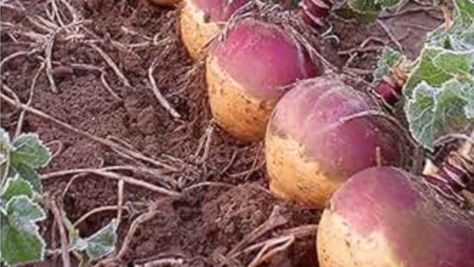 Swede or turnip or neep or rutabaga or?