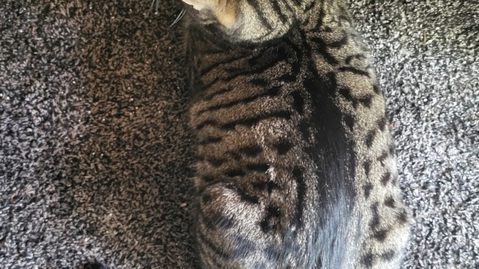 Does my cat look fat to you?