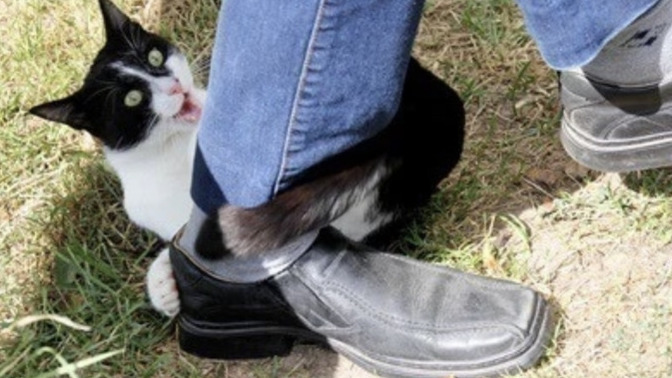 Does YOUR cat ever just walk in front of your legs while walking?