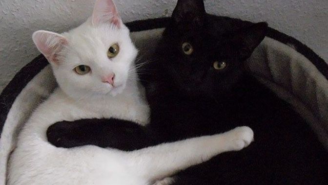 Can you think of a creative name for each of these cats?