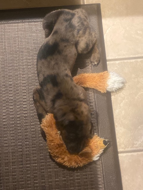 Let sleeping dogs lie?