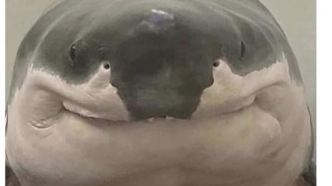 While swimming, you come across this shark (see picture). What will you do?