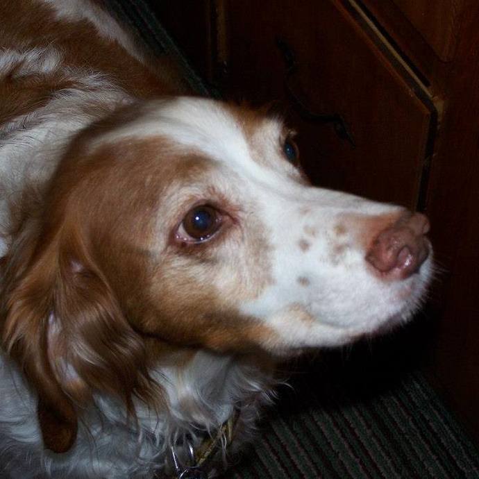 Brittany Spaniel