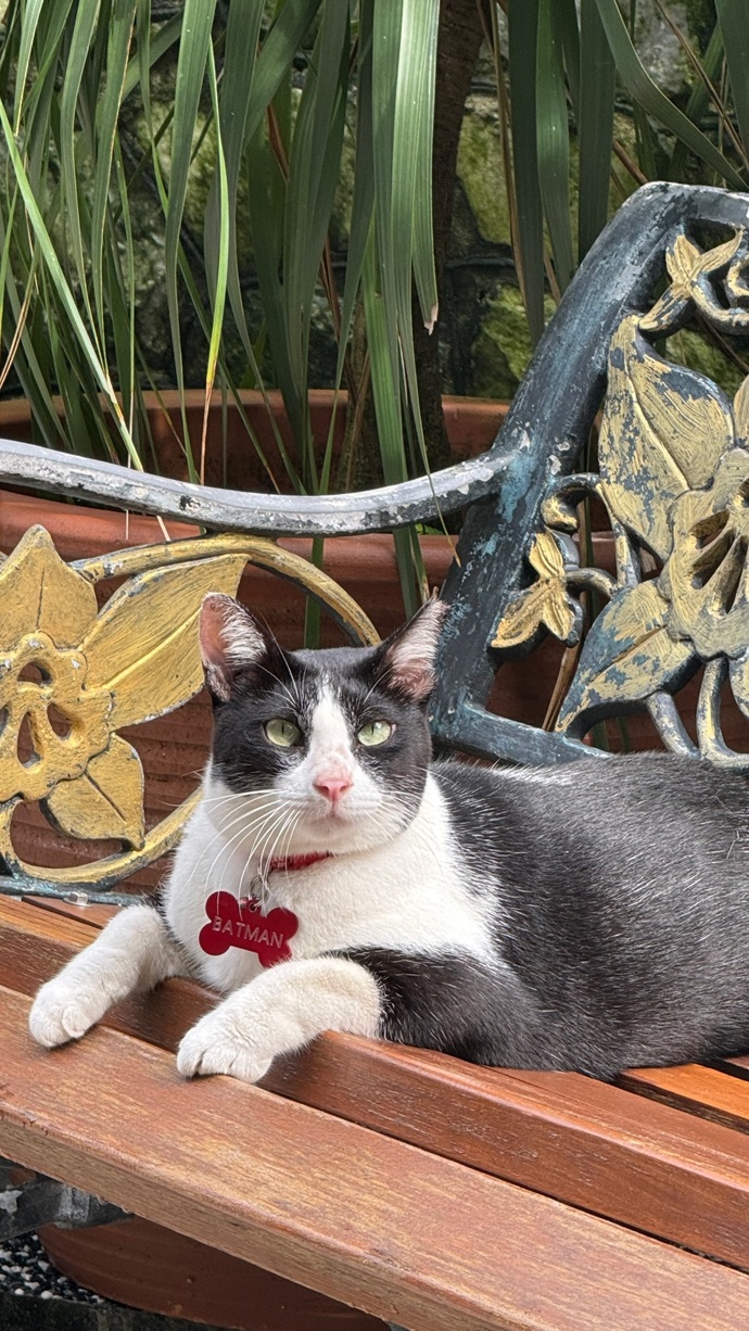 My neighbors cat Batman