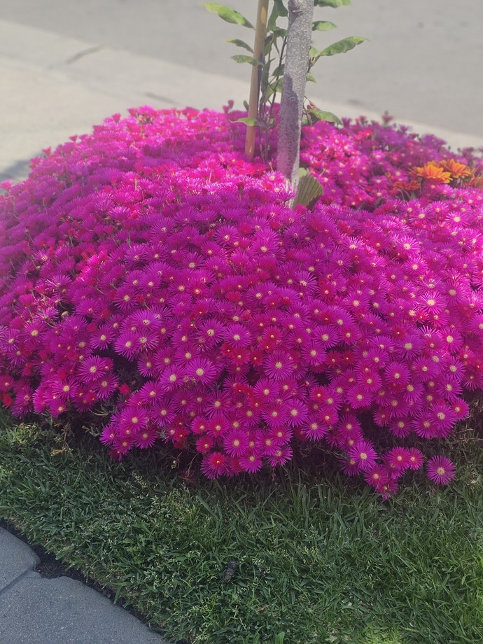 My neighbor's cute little flower bush