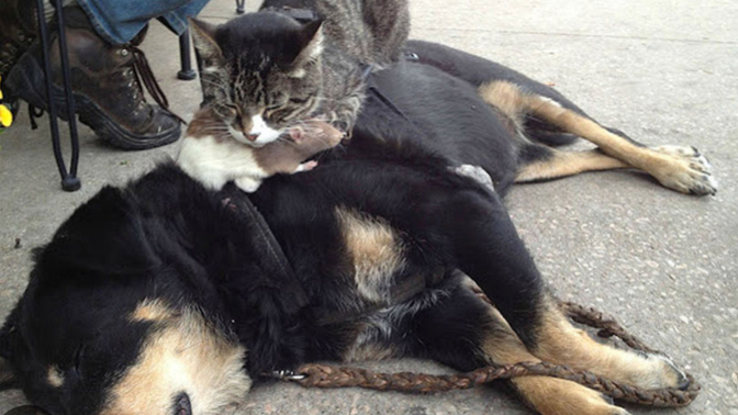 Cats or Dogs: What connection is deeper?
