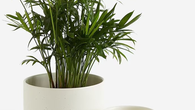 What are your favorite pot plants for home and why?