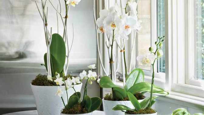 Do you give name to your Pot Flowers?