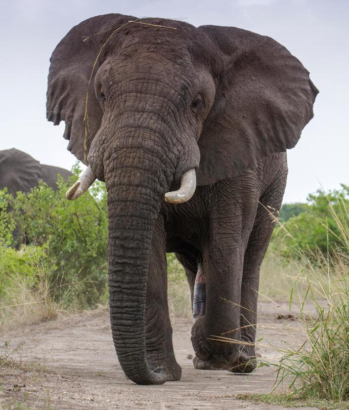 If you could tame any animal large enough to support your weight and ride it into battle, what animal would you choose?