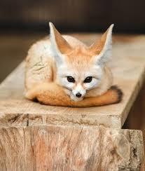 Which would be the nicest if animals could only talk?