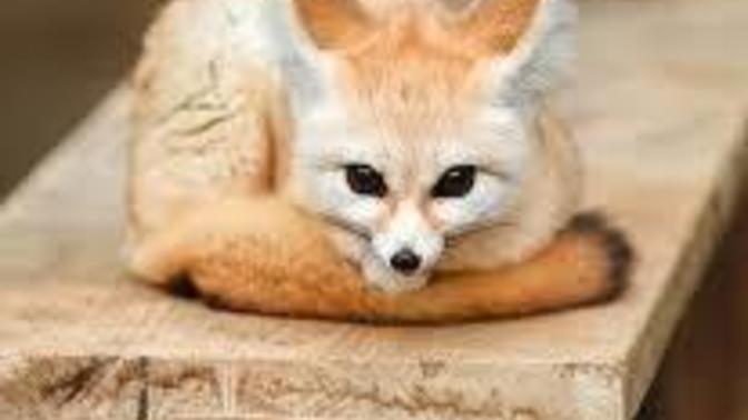 Which would be the nicest if animals could only talk?