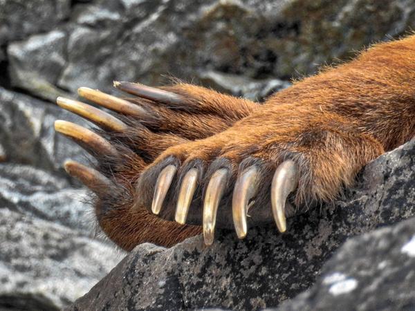 Girls, would you rather encounter a bear or a man in the woods?