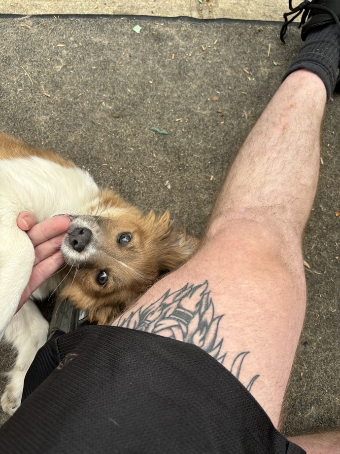 Do you like dogs more than humans?