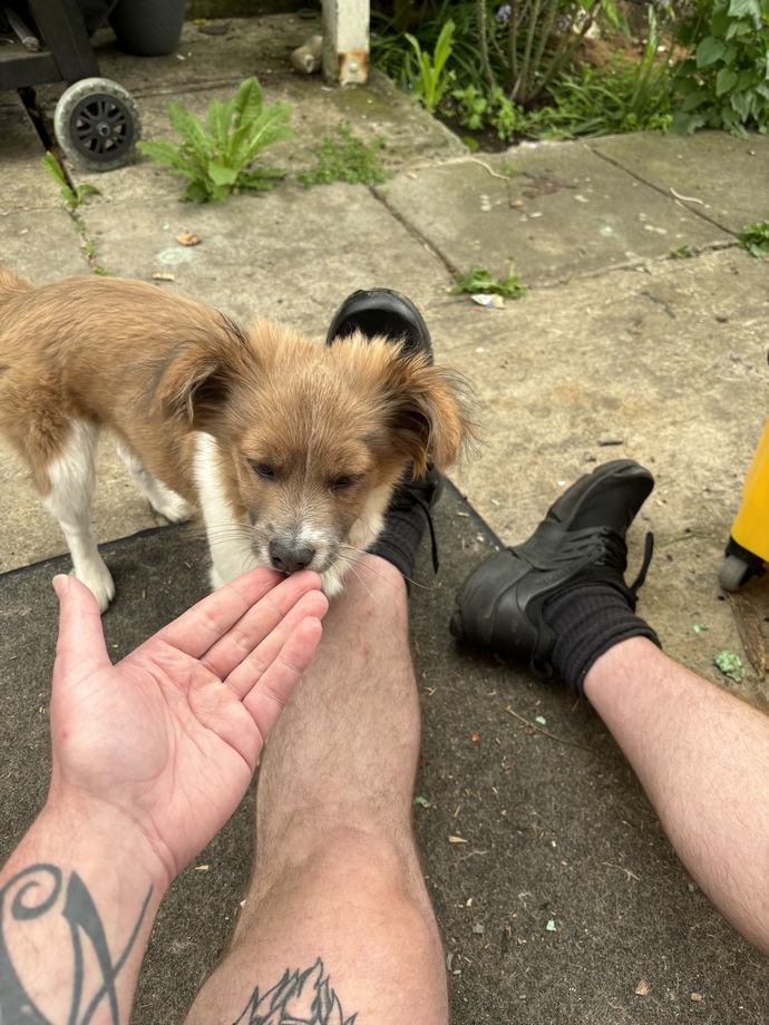 Do you like dogs more than humans?